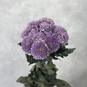 Gompie Dyed Purple - Image 2