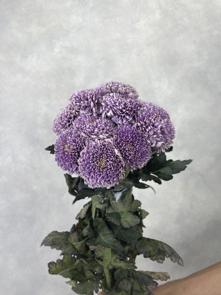 Gompie Dyed Purple