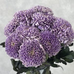 Gompie Dyed Purple