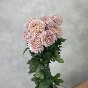 Gompie Pink
