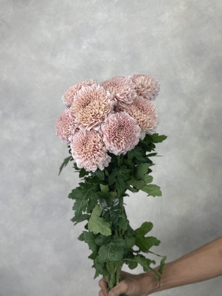 Gompie Pink