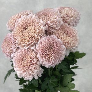 Gompie Pink - Image 2