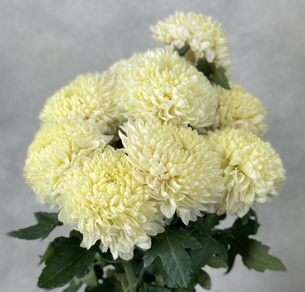 Gompie White