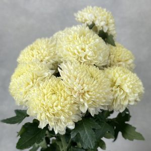 Gompie White