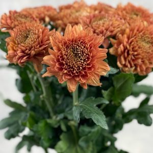 Gompie Brown - Image 2