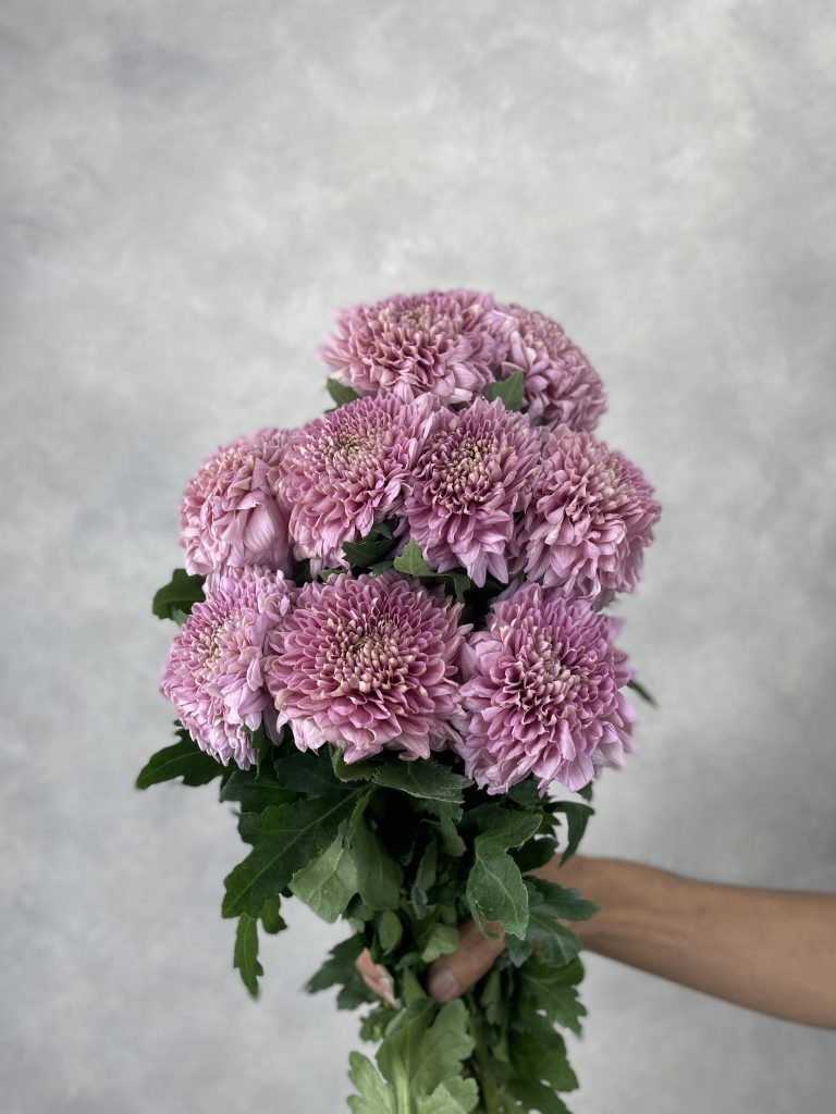 Gompie Dark Pink