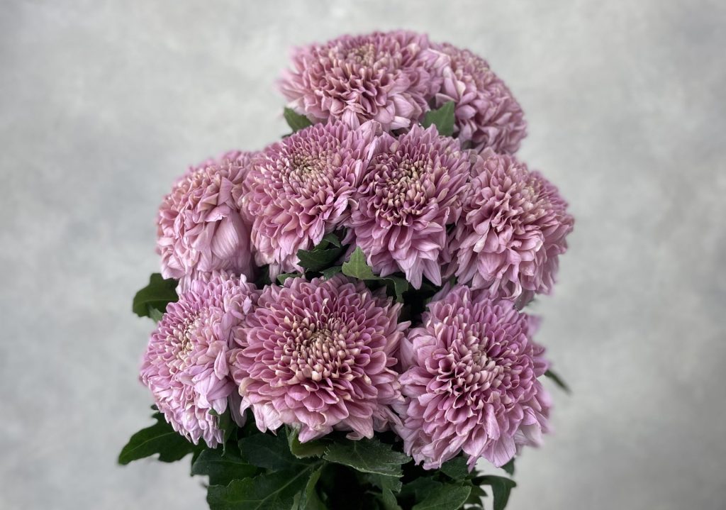 Gompie Dark Pink