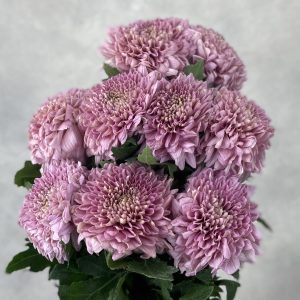 Gompie Dark Pink