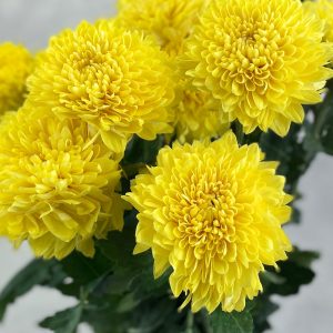 Gompie Dyed Bumblebee - Image 2