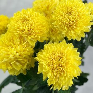 Gompie Dyed Bumblebee