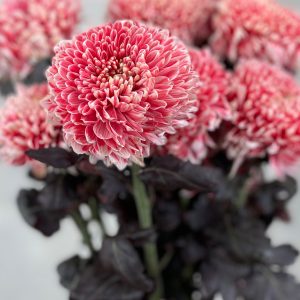 Gompie Dyed Candy Red