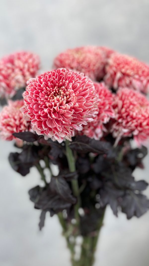 Gompie Dyed Candy Red