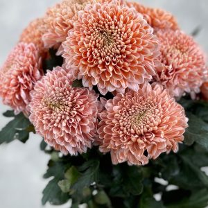 Gompie Dyed Fire Blush - Image 2