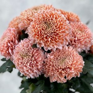 Gompie Dyed Fire Blush