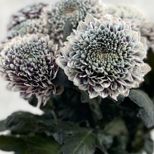 Gompie Dyed Ghost Lilac - Image 2