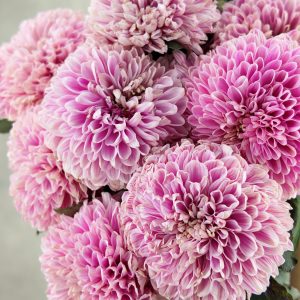 Gompie Dyed Hot Pink