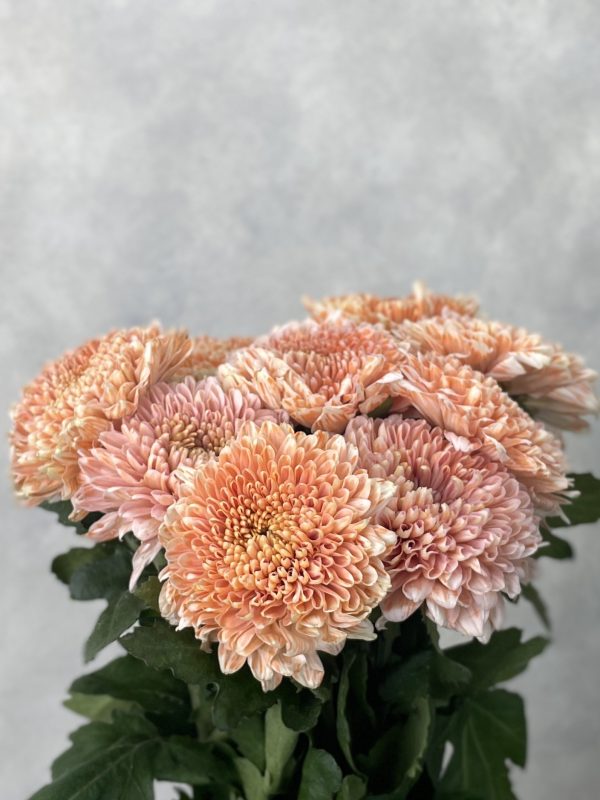 Gompie Dyed Misty Nemo(3) Gompie Dyed Misty Nemo