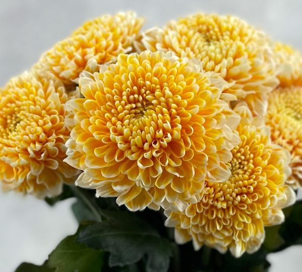 Gompie Dyed Pearl Squash