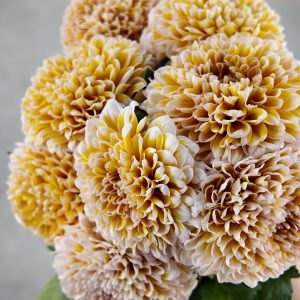 Gompie Dyed Rose Apricot