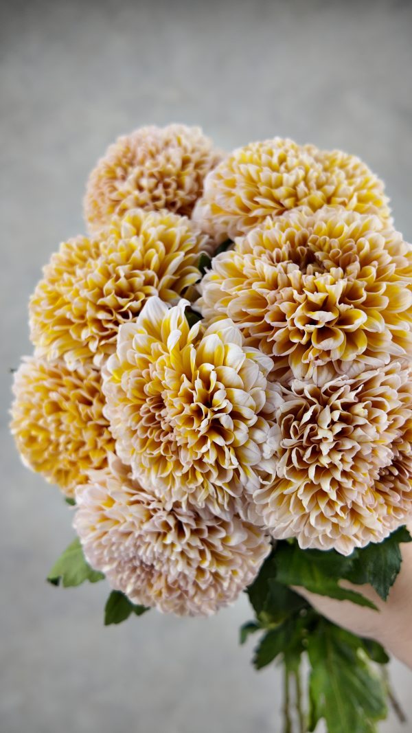 Gompie Dyed Rose Apricot