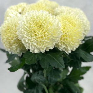 Gompie White - Image 2