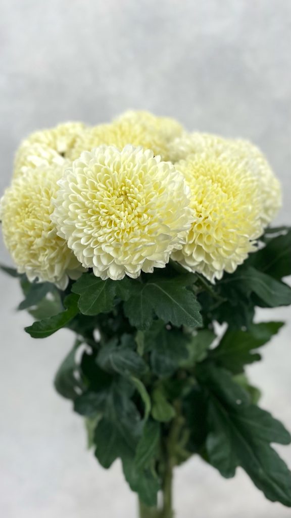 Gompie White