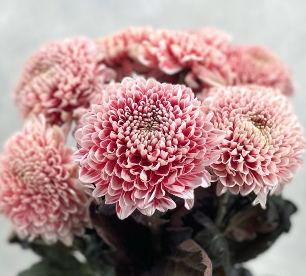 Gompie dyed Strawberry Lava Gompie Dyed Strawberry Lava