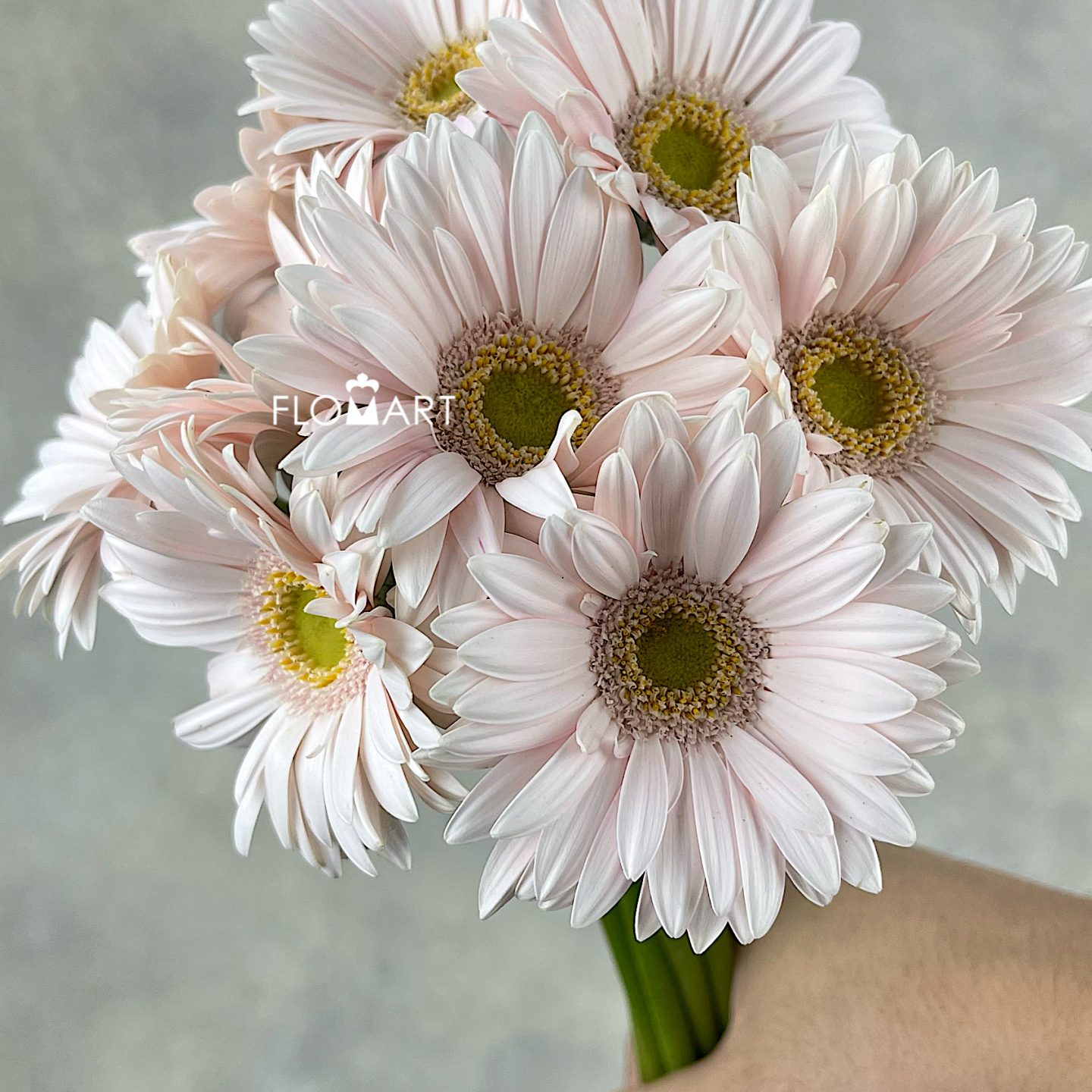 Gerbera Aksya