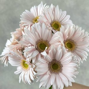 Gerbera Aksya