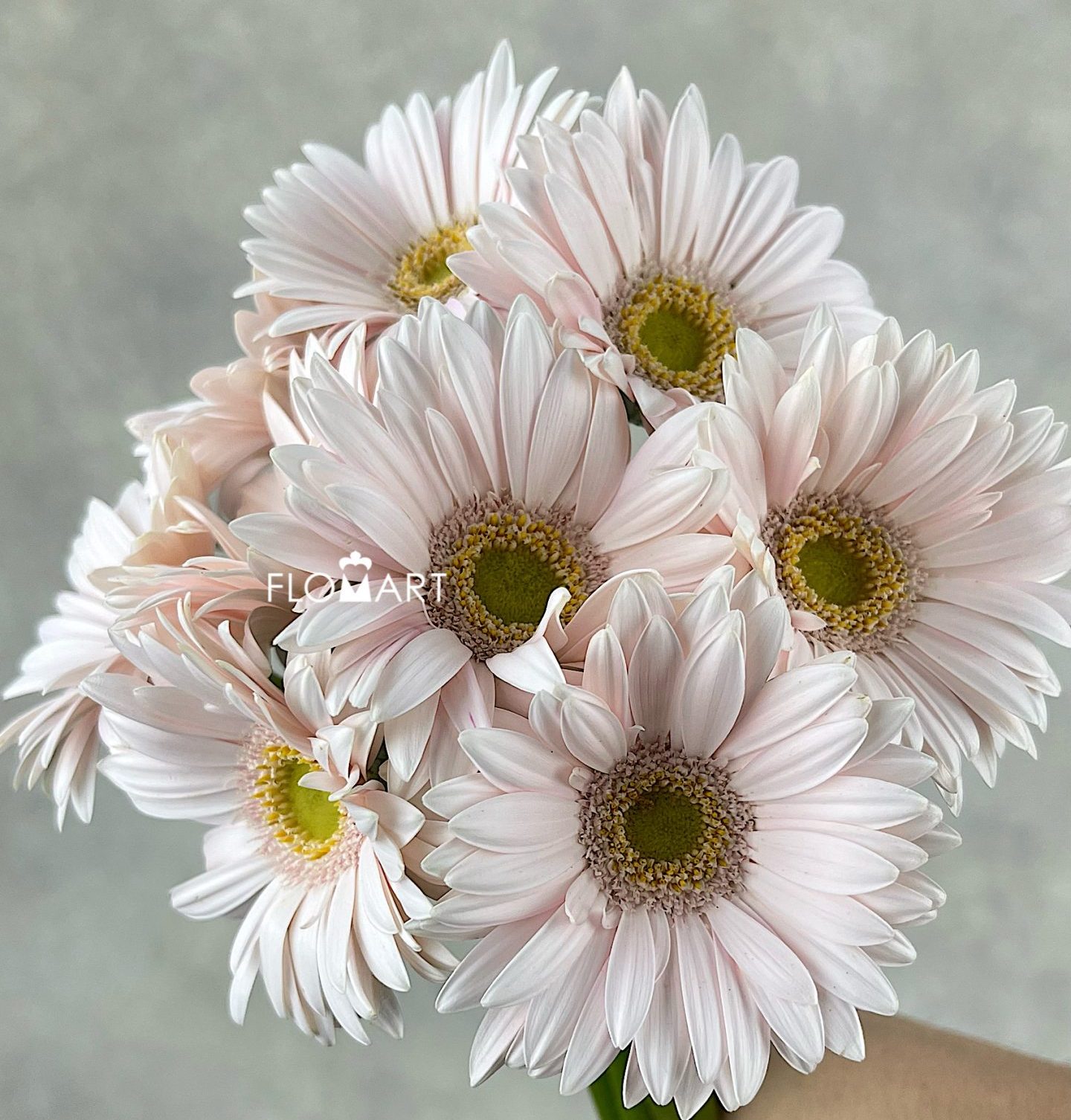 Gerbera Aksya