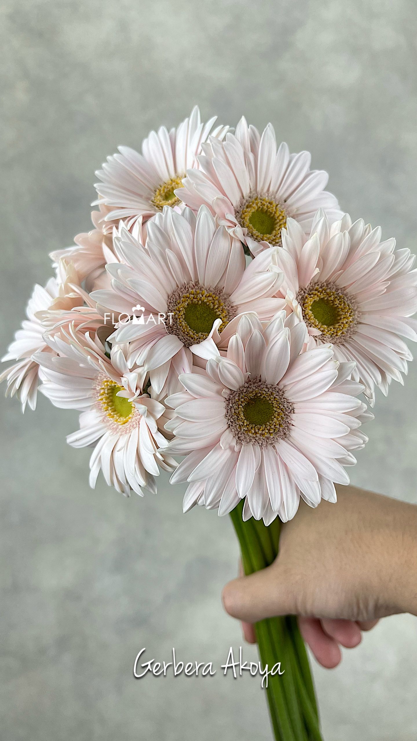 Gerbera Aksya