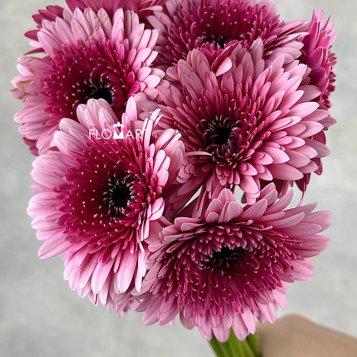 Gerbera Balero Choo Choo