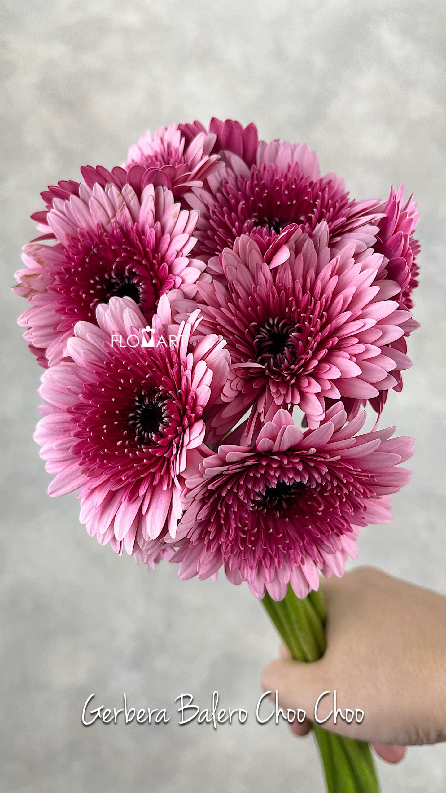 Gerbera Balero Choo Choo