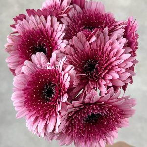 Gerbera Balero Choo Choo