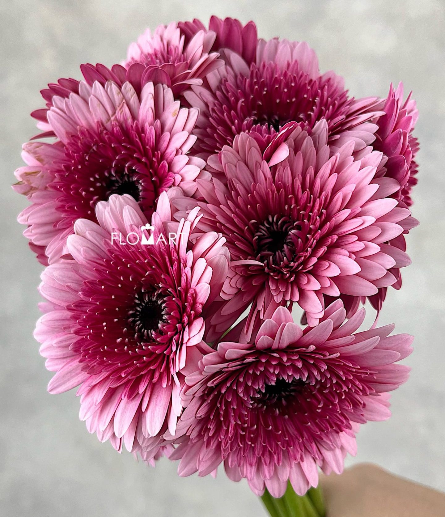Gerbera Balero Choo Choo