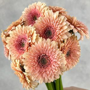 Gerbera Balero Jay Jay