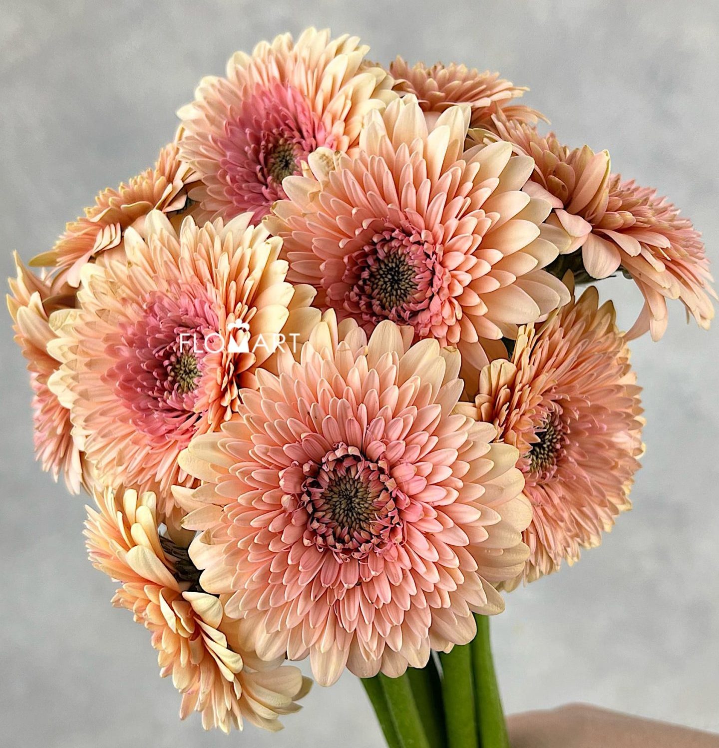 Gerbera Balero Jay Jay
