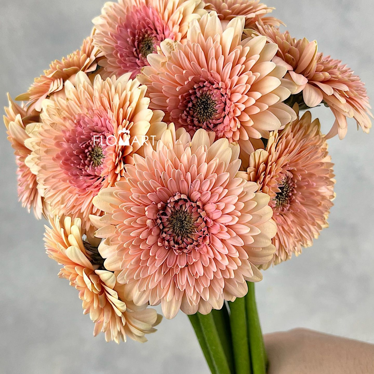 Gerbera Balero Jay Jay