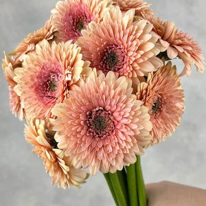 Gerbera Balero Jay Jay