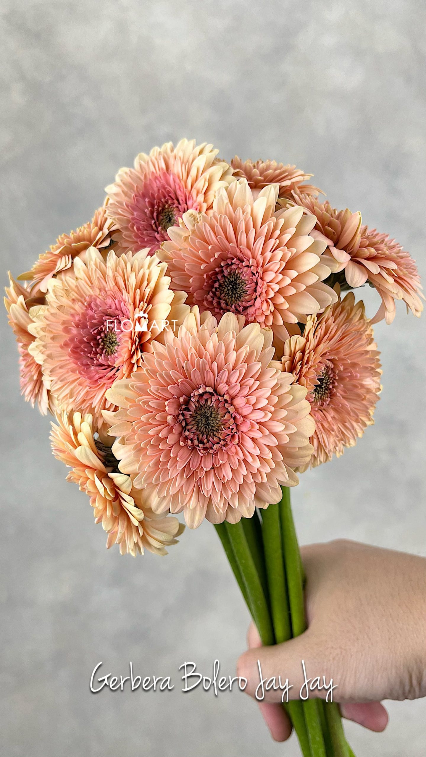Gerbera Balero Jay Jay