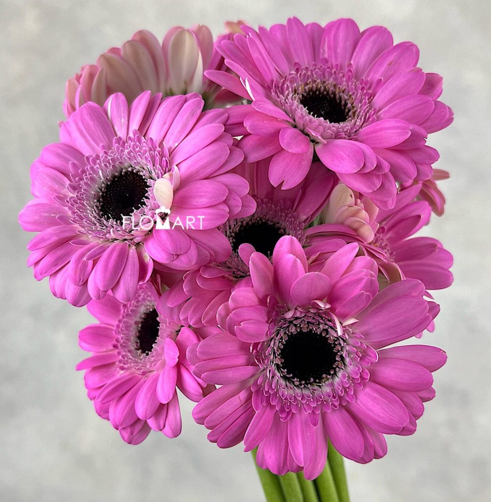 Gerbera Bentley