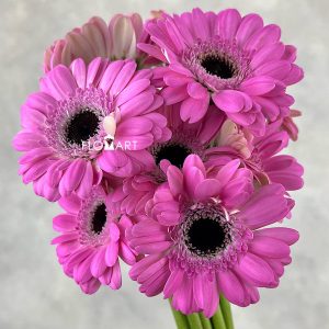 Gerbera Bentley
