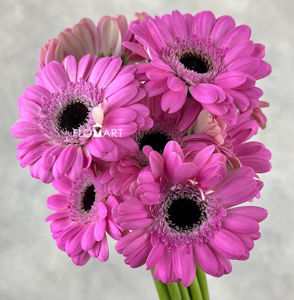 Gerbera Bentley