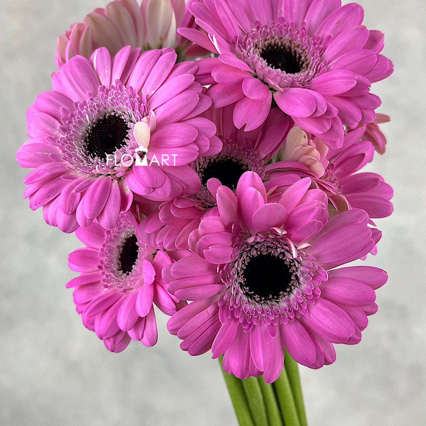 Gerbera Bentley