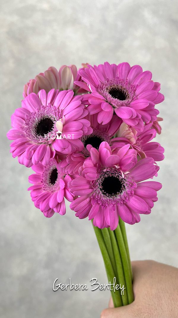 Gerbera Bentley