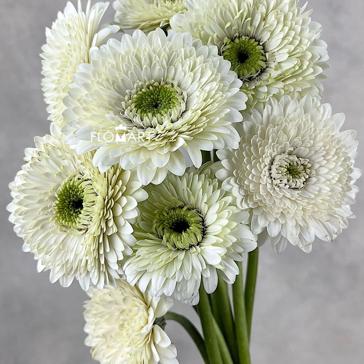 Gerbera Bolero Mona Mona