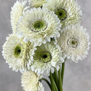 Gerbera Bolero Mona Mona