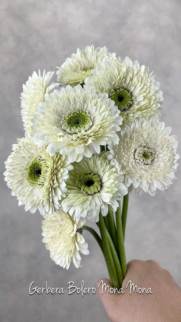 Gerbera Bolero Mona Mona