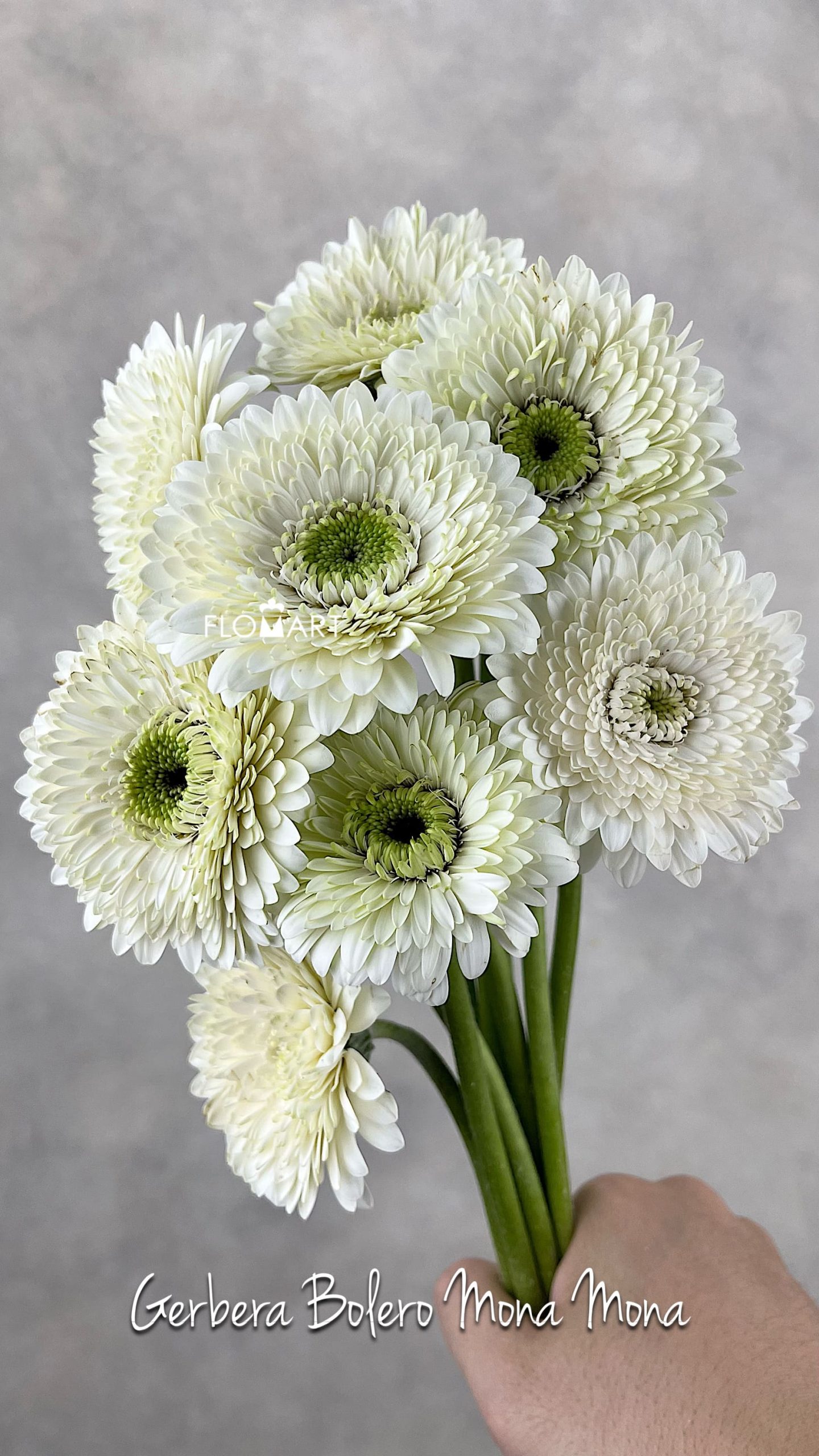 Gerbera Bolero Mona Mona