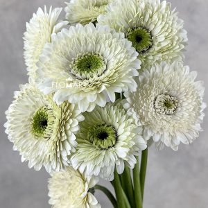 Gerbera Bolero Mona Mona